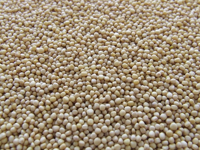 White mustard