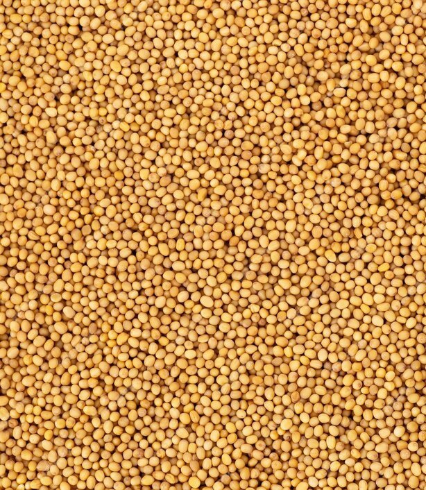 Yellow mustard