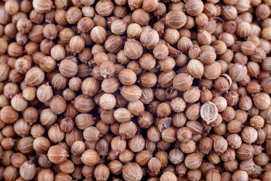 Coriander
