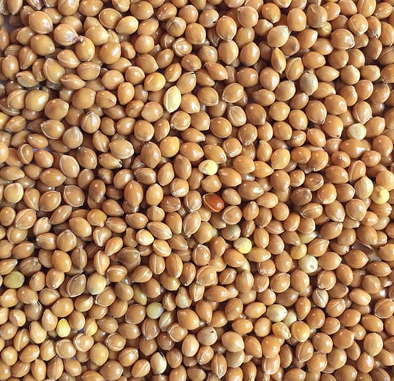 Yellow millet