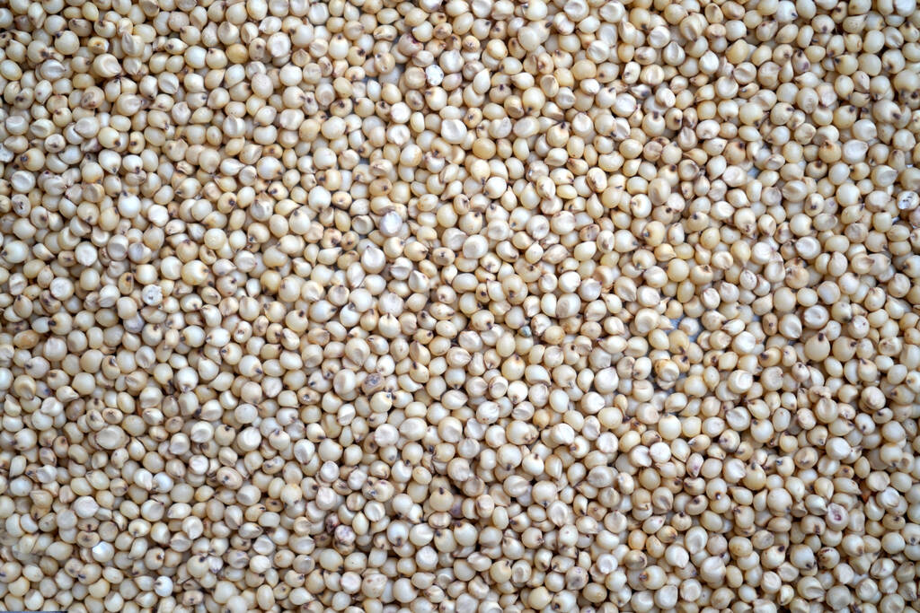 White sorghum